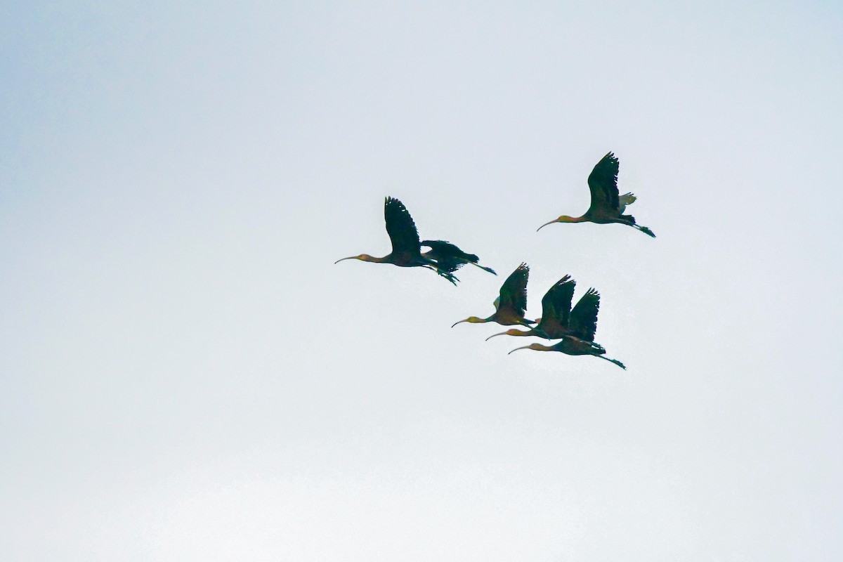 White-faced Ibis - ML624049522