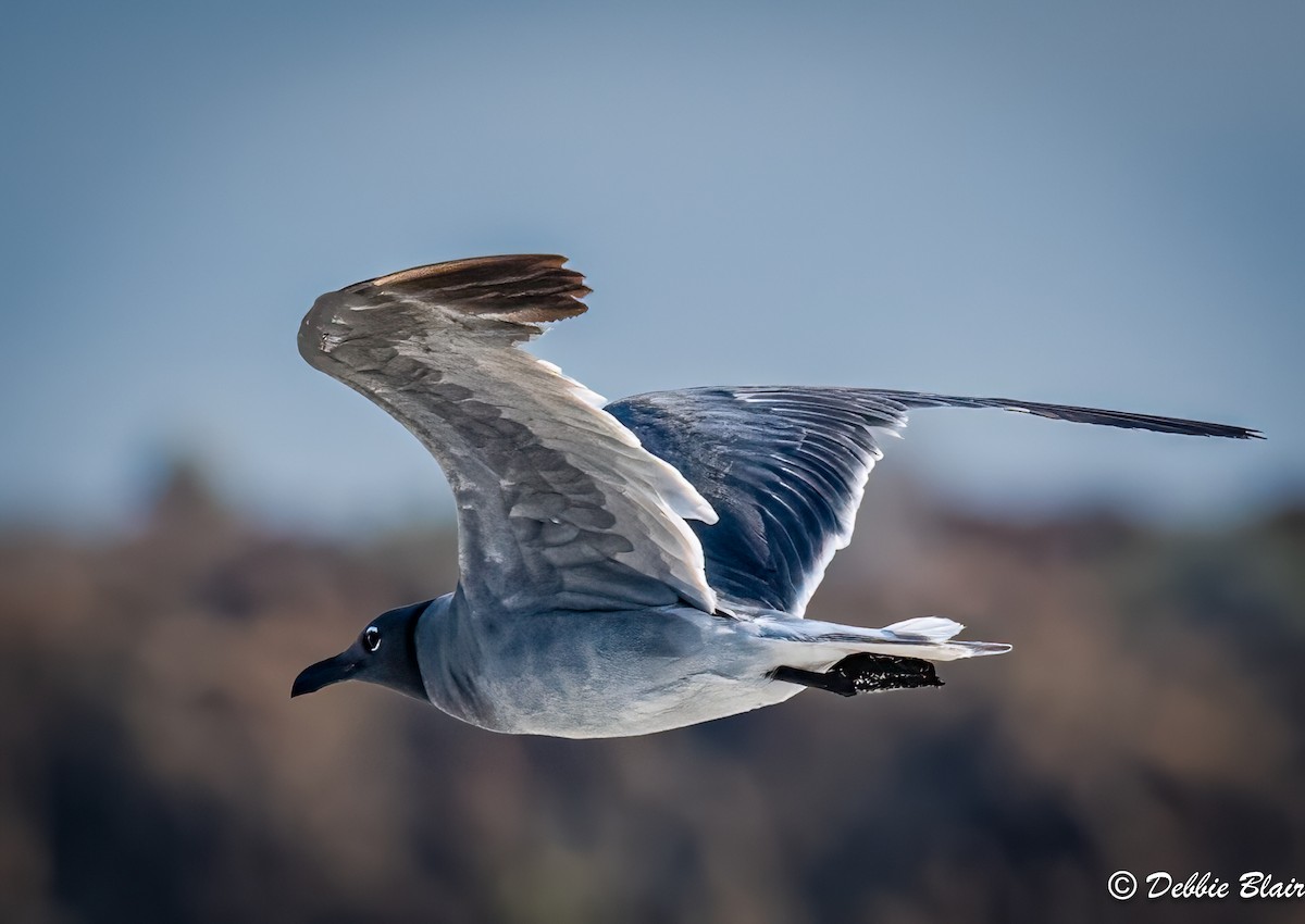 Lava Gull - ML624049526