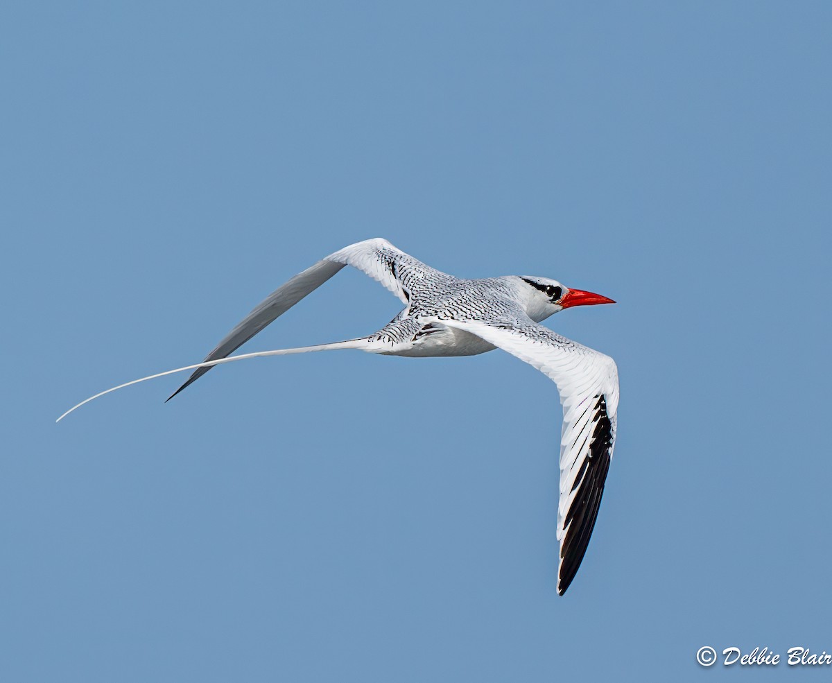 Red-billed Tropicbird - ML624049528