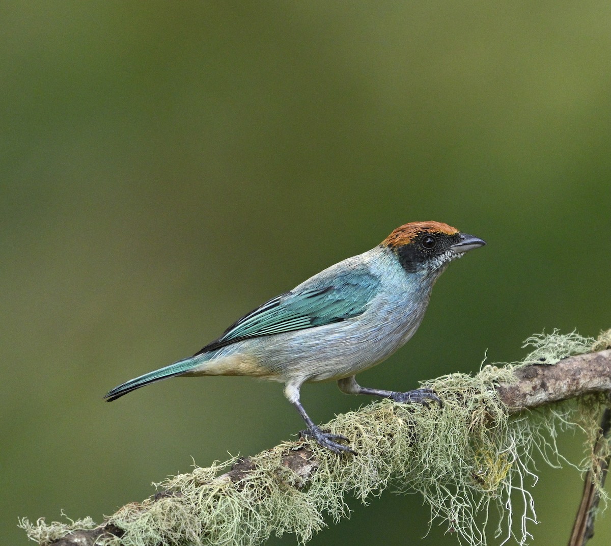 Scrub Tanager - Sandra Brown