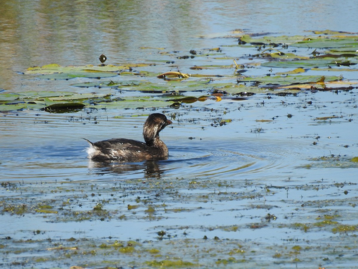 Pied-billed Grebe - ML624049535