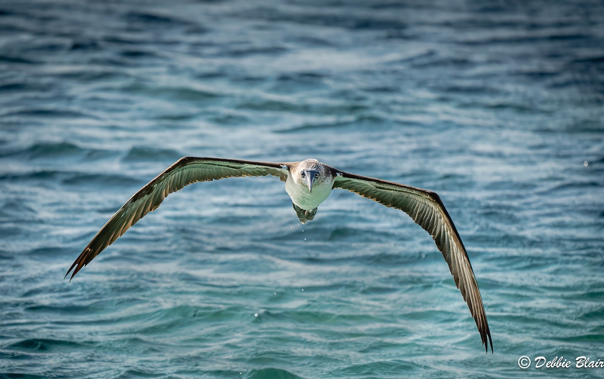 Blue-footed Booby - ML624049560