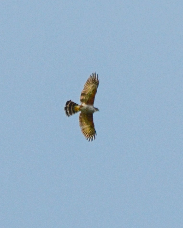 Rufous-thighed Kite - ML624049563