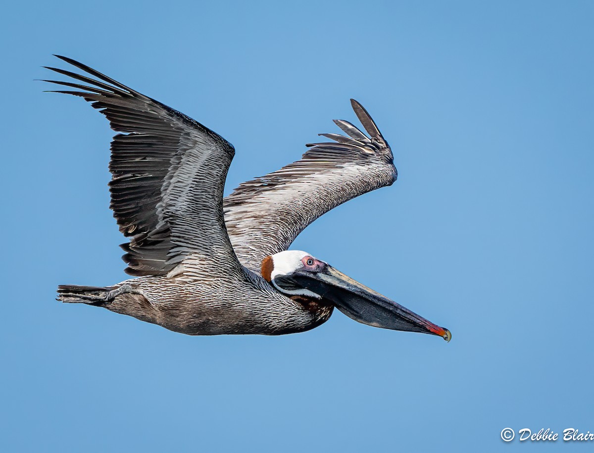 Brown Pelican (Galapagos) - ML624049577