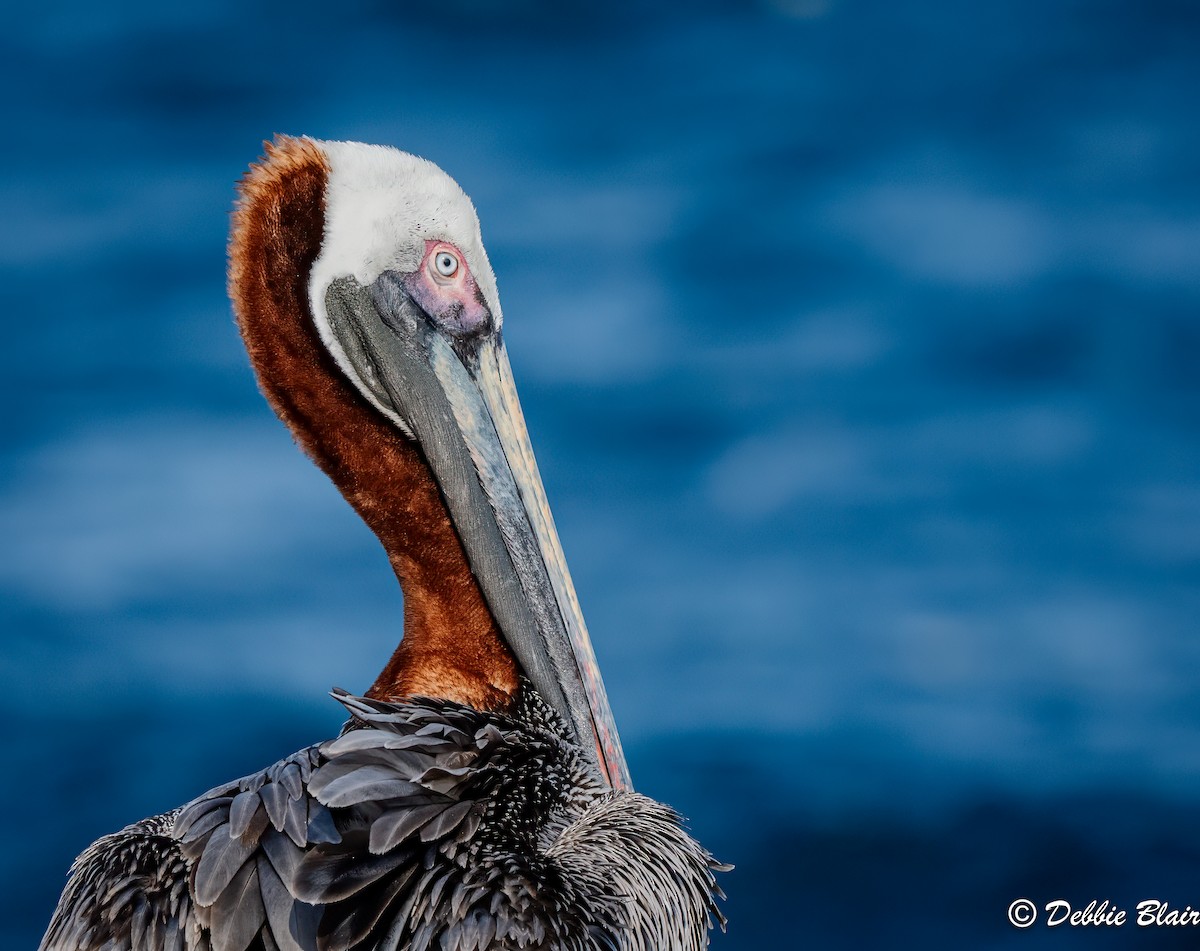 Brown Pelican (Galapagos) - ML624049578