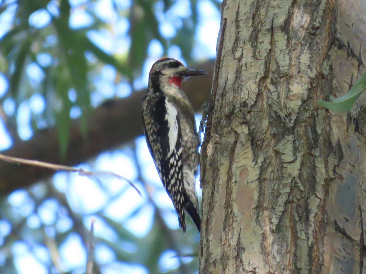 Red-naped Sapsucker - ML624049605