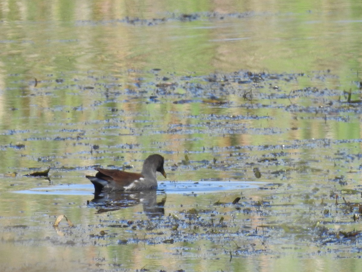 Common Gallinule - ML624049608