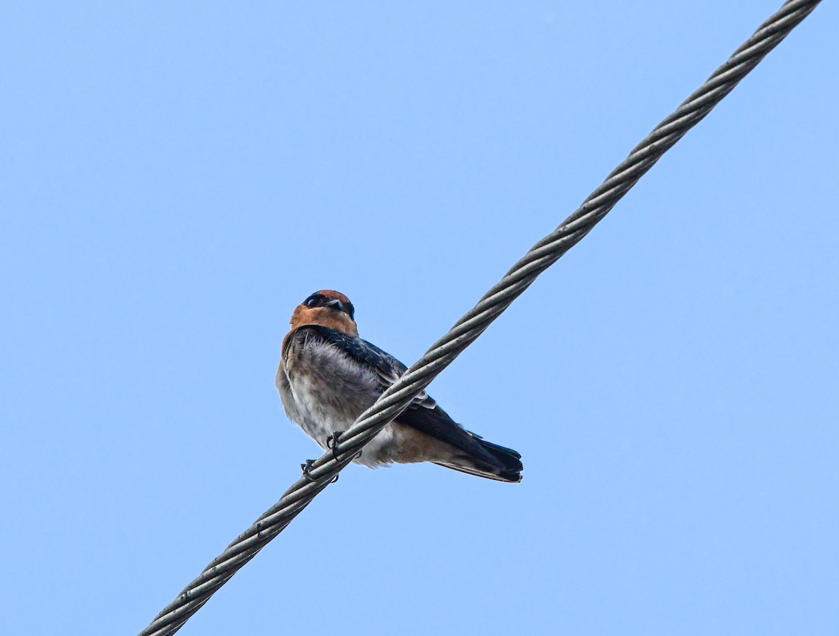 Golondrina Común - ML624049609