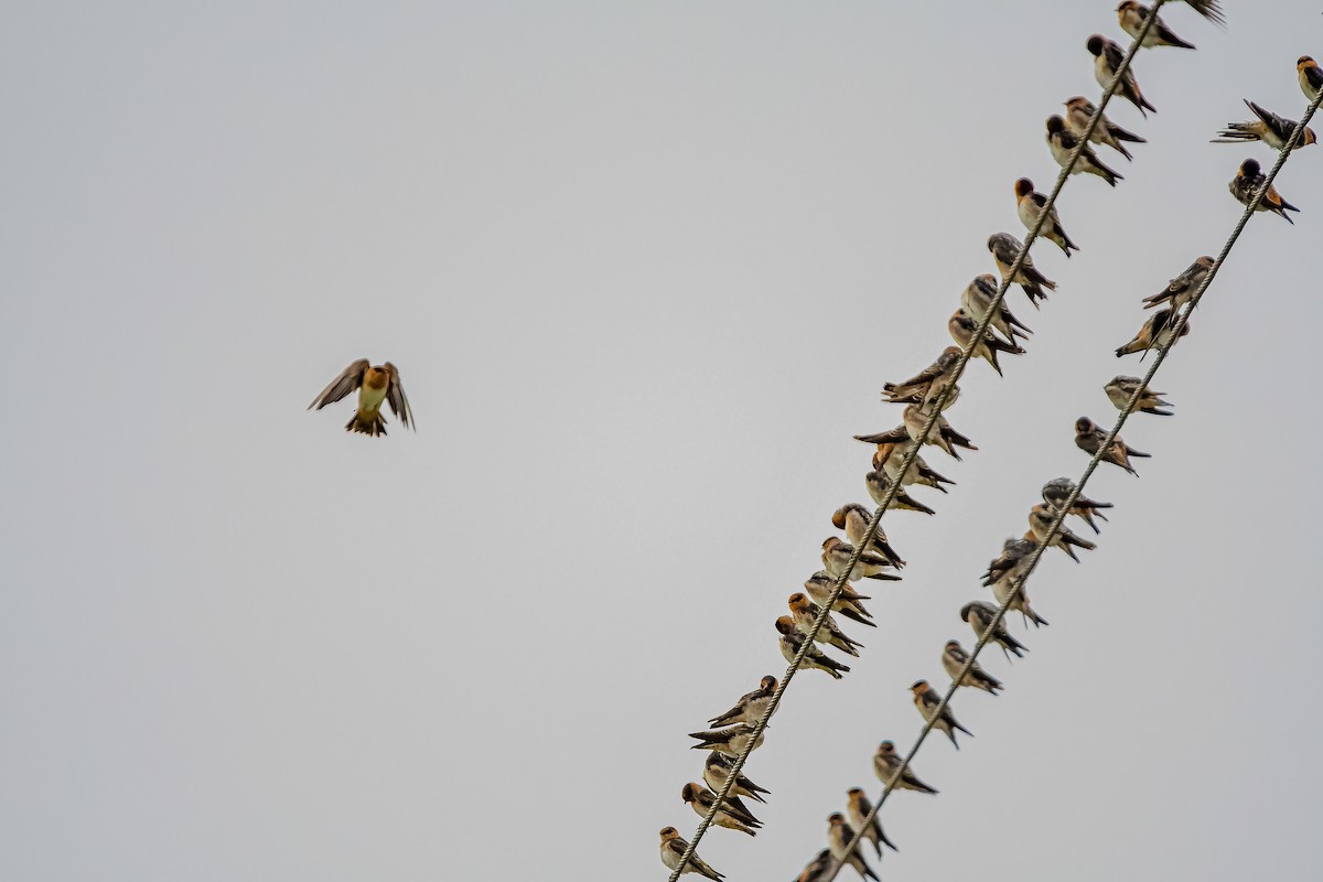 Golondrina Común - ML624049610