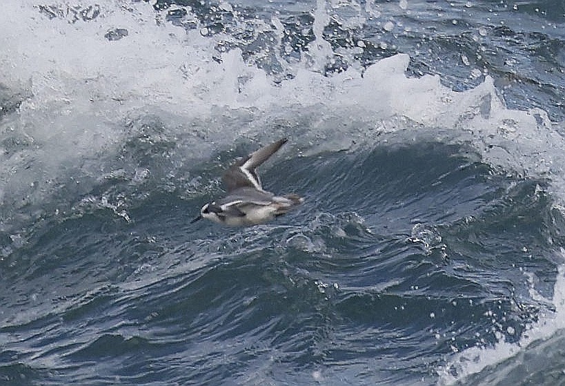 Phalarope à bec large - ML624049616