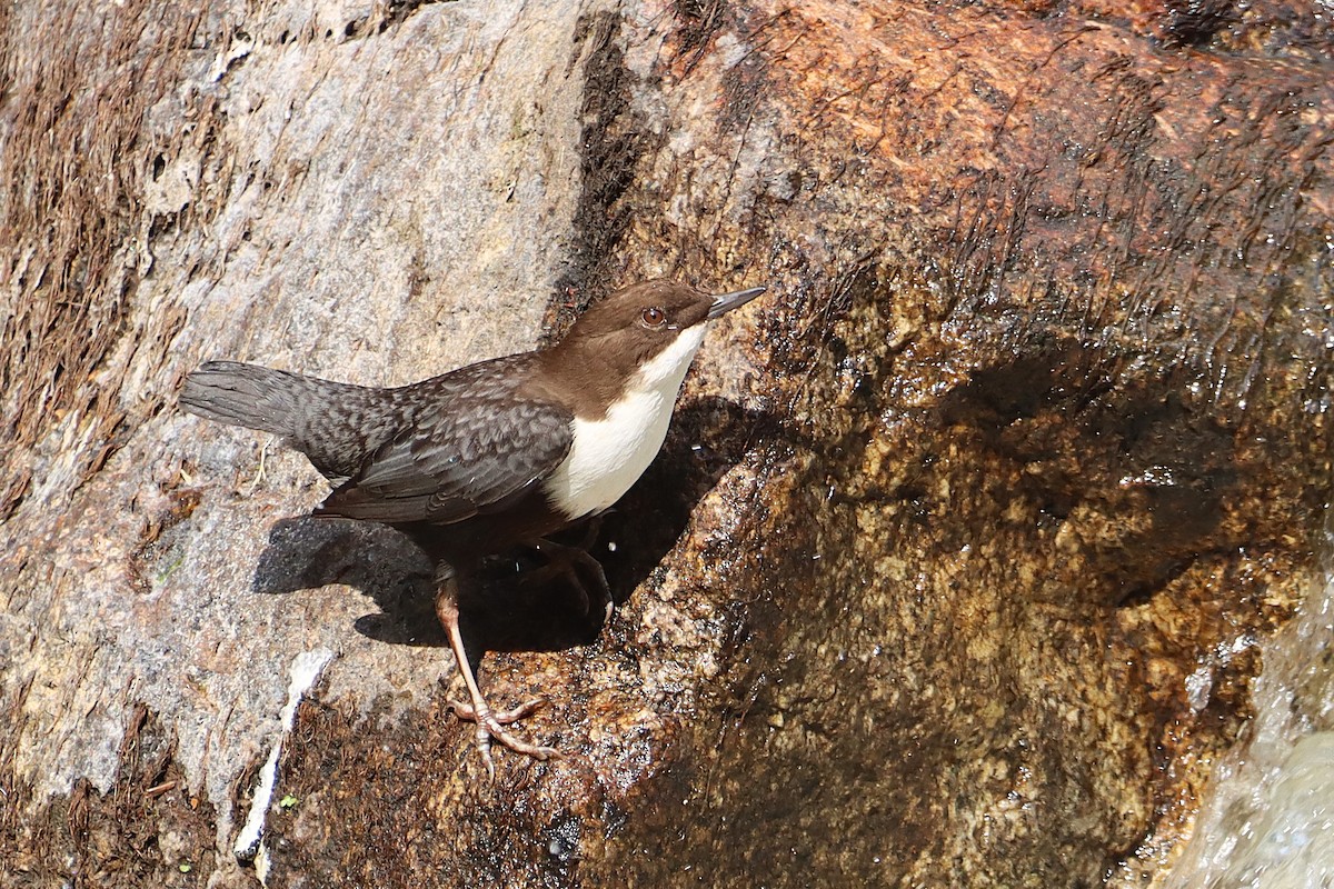 White-throated Dipper - ML624049618