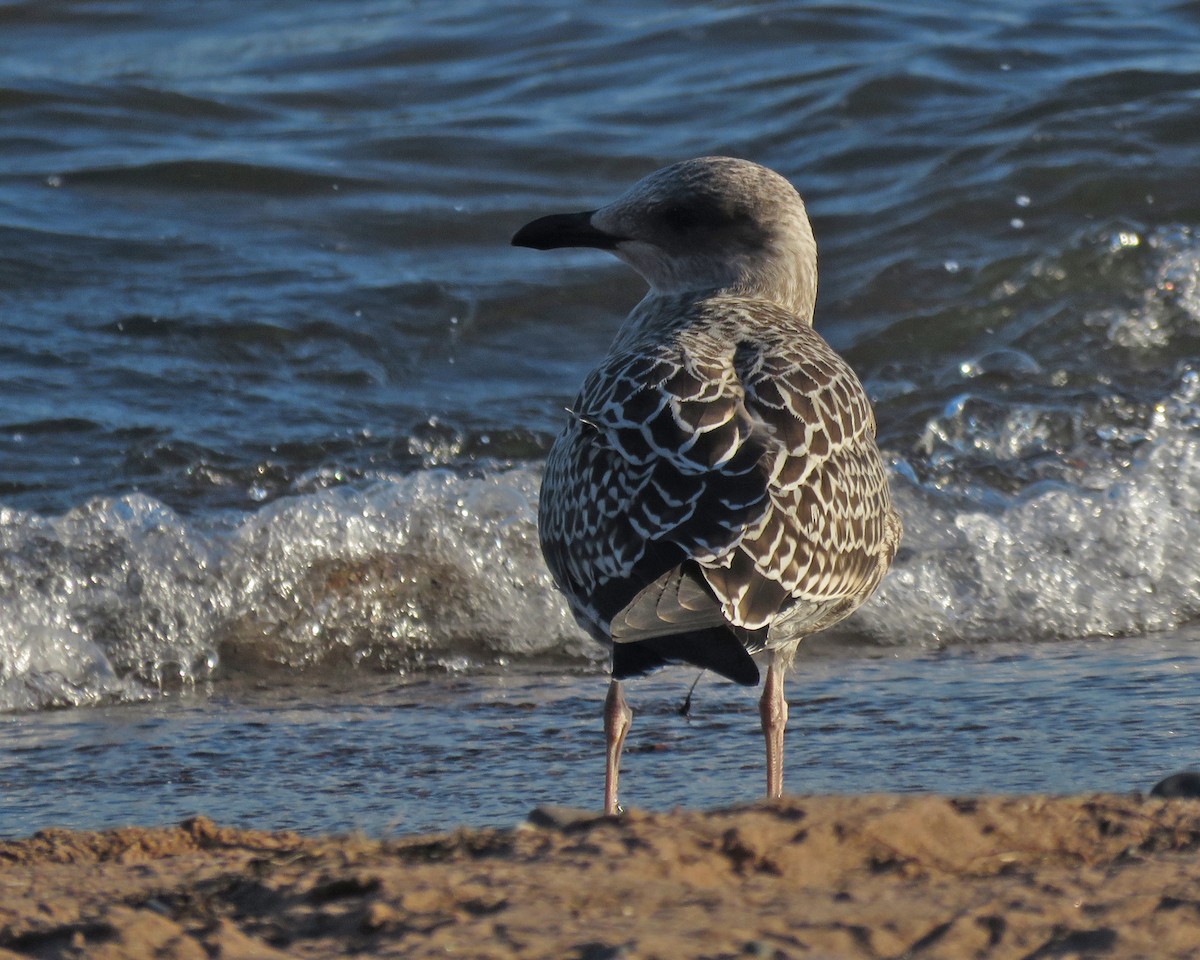 Gaviota Sombría - ML624049622