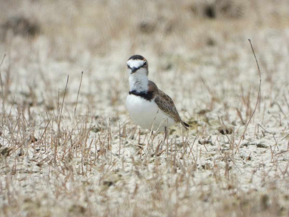 Collared Plover - Francisco Contreras @francontreras.80