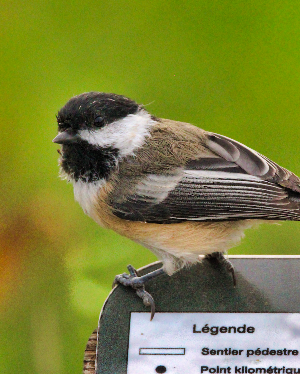 Black-capped Chickadee - ML624049663