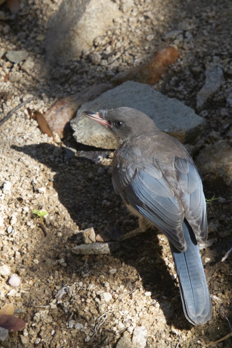 Mexican Jay (Arizona) - ML624049677