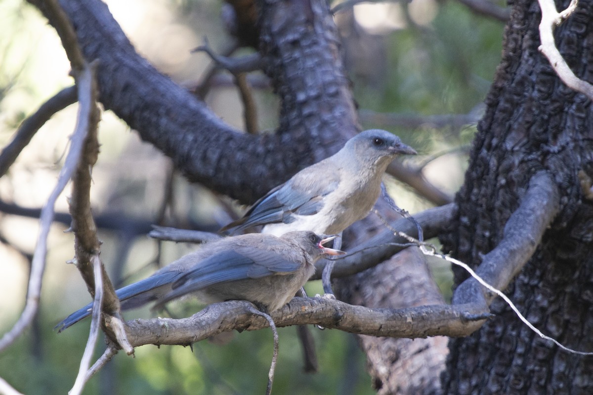 Mexican Jay (Arizona) - ML624049678