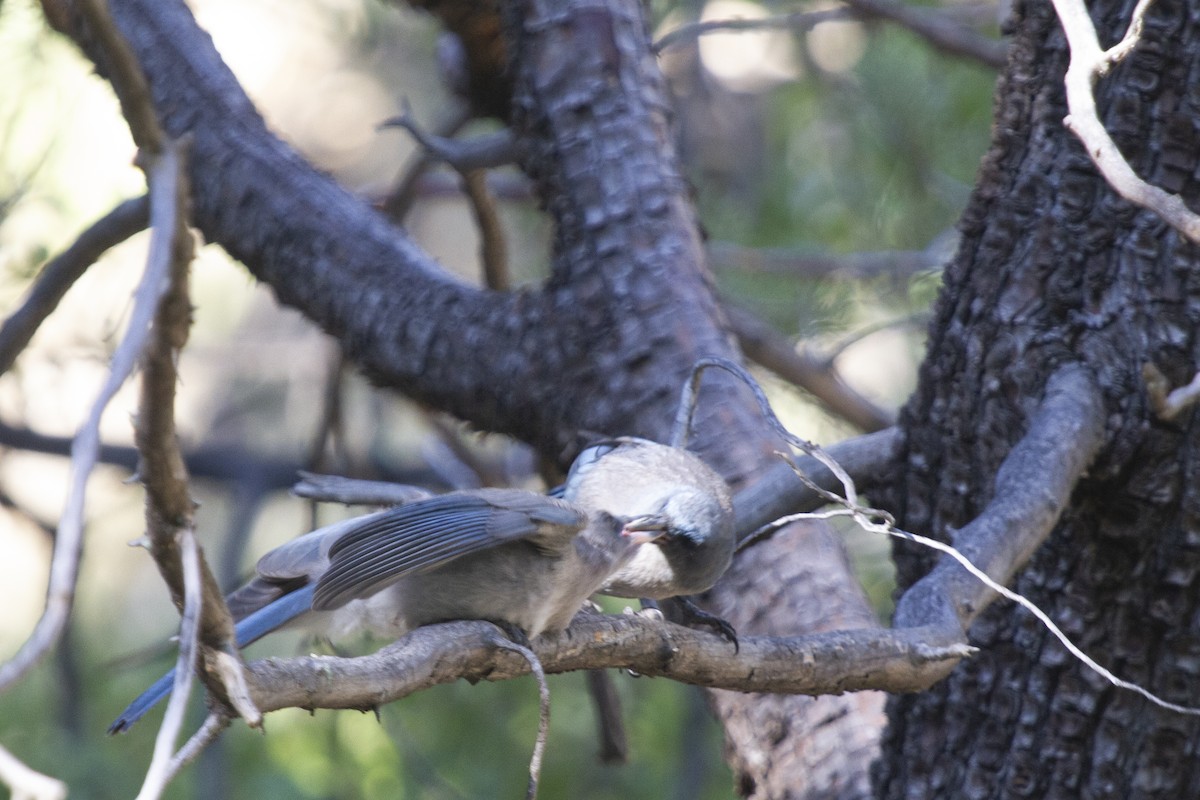 Mexican Jay (Arizona) - ML624049679