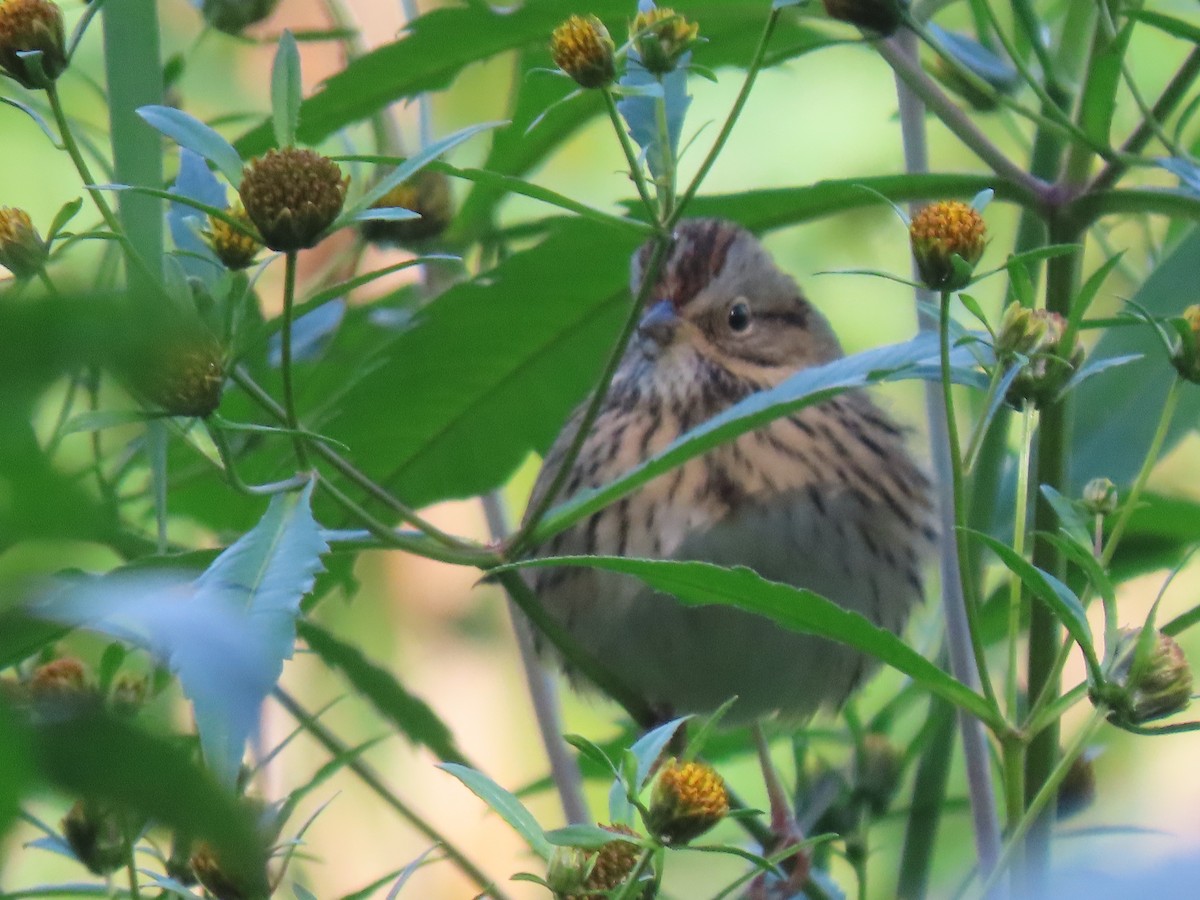 Lincoln's Sparrow - ML624049684