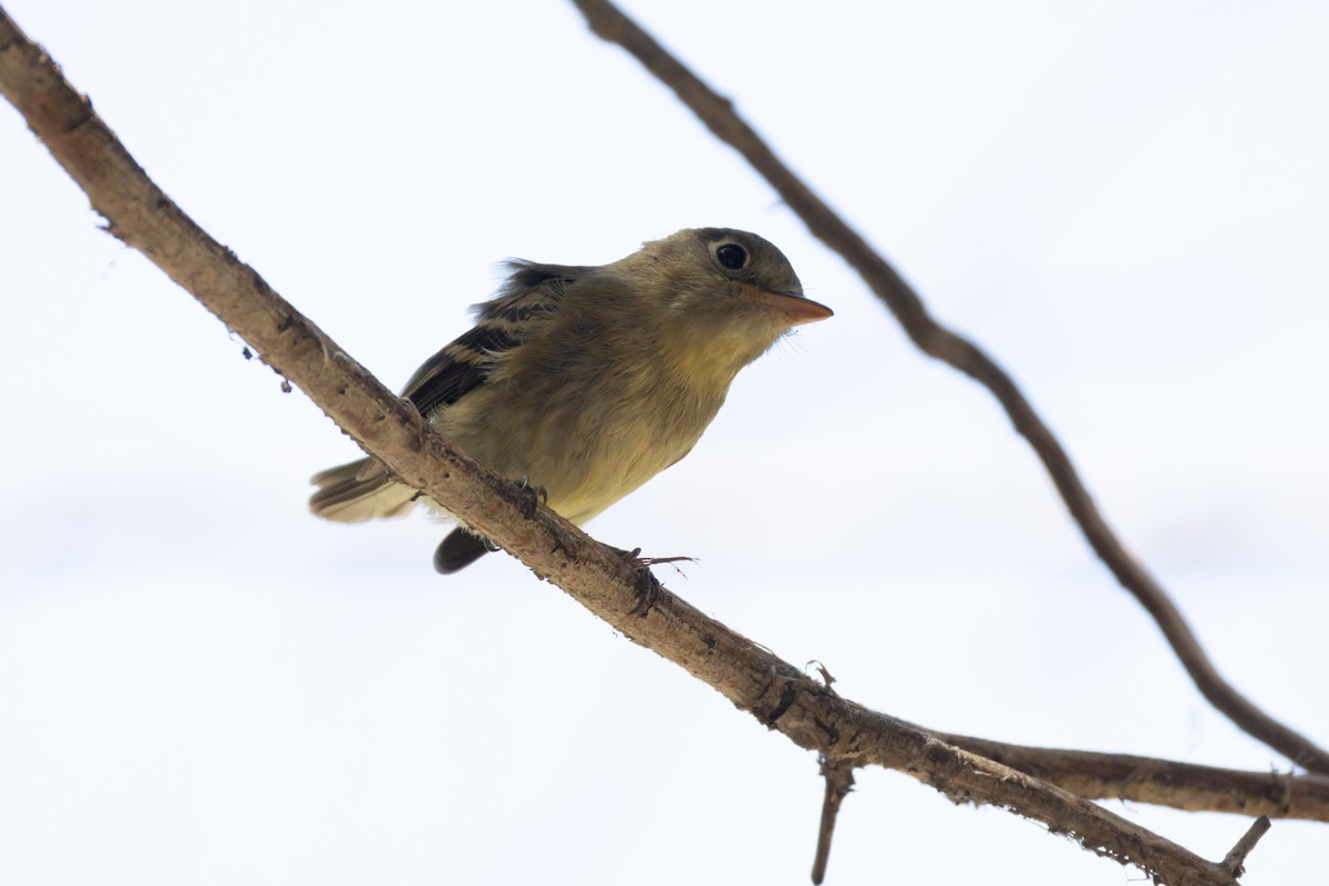 Western Flycatcher - Kathy Snyder