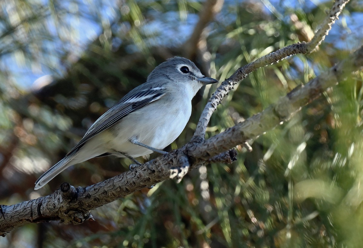 Plumbeous Vireo - ML624049727