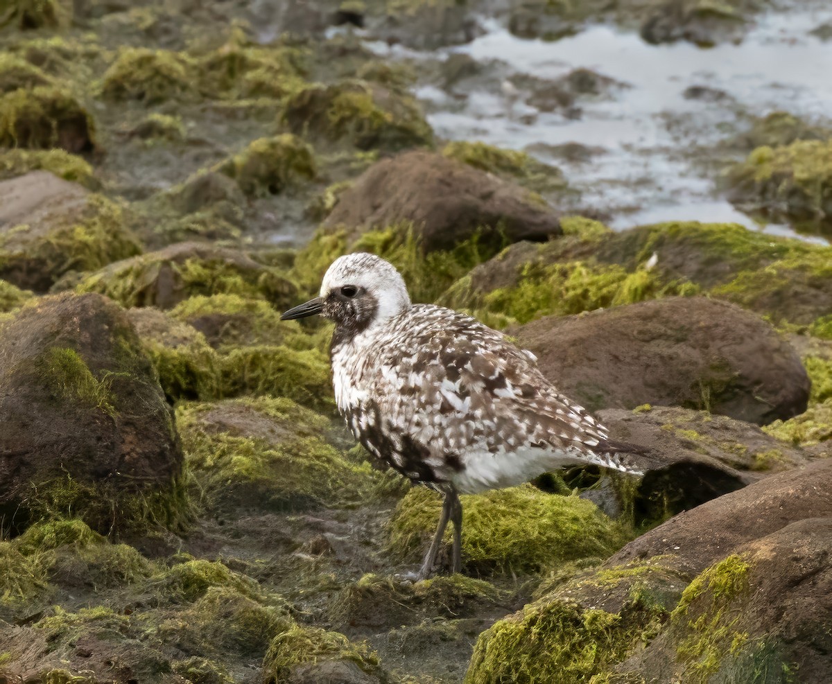 Black-bellied Plover - ML624049728