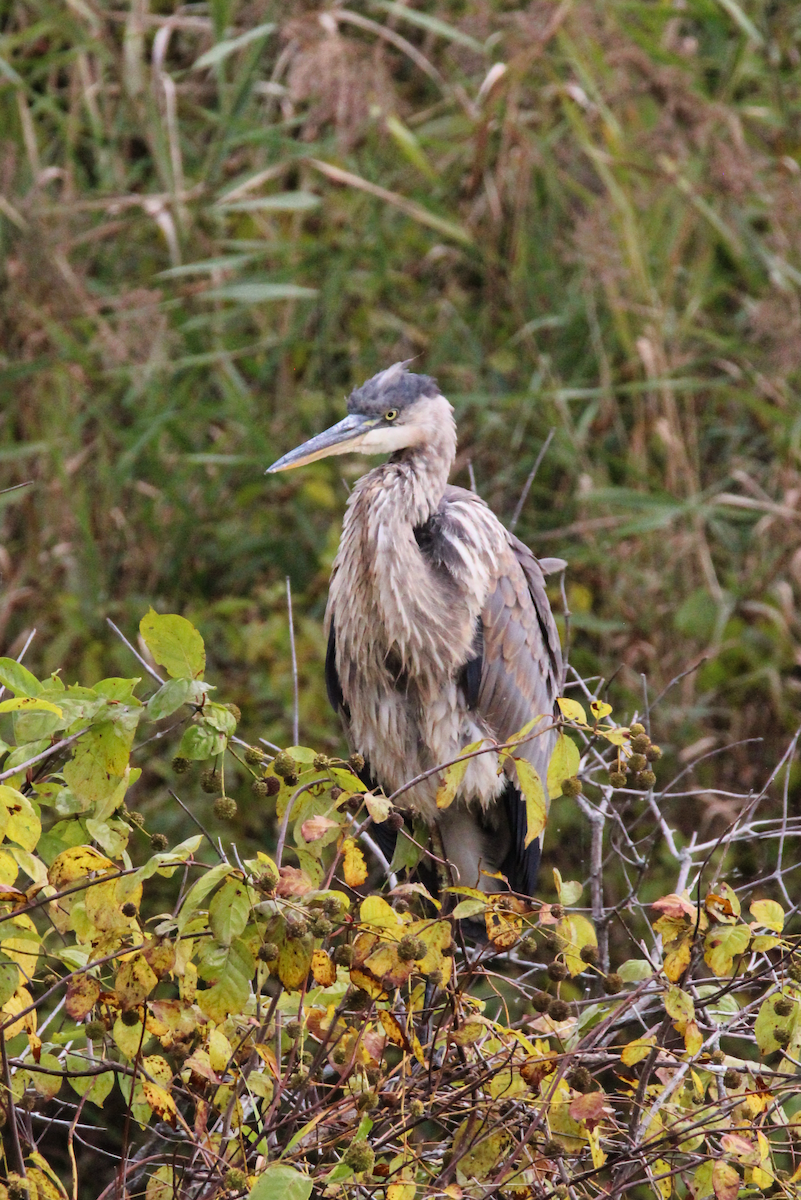 Great Blue Heron - ML624049729