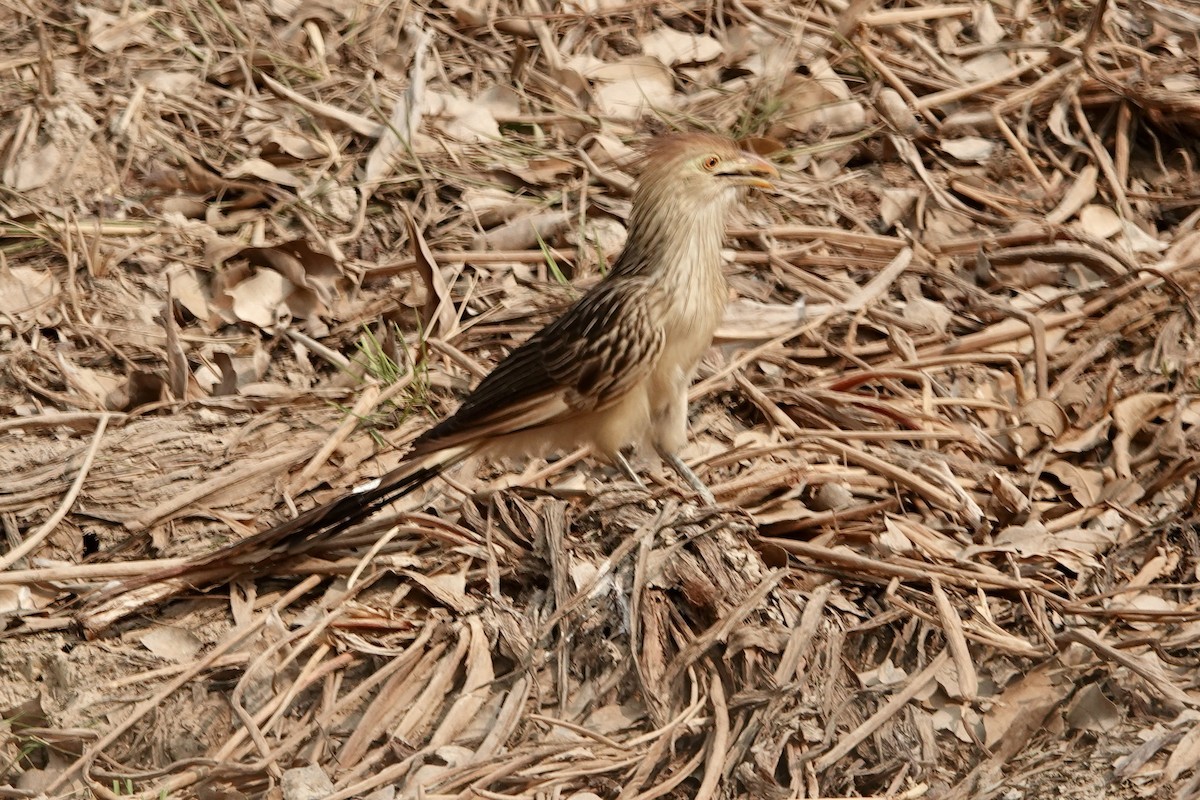 Guira Cuckoo - ML624049733