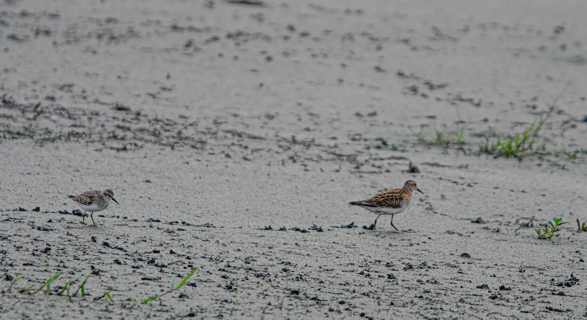 Least Sandpiper - ML624049741