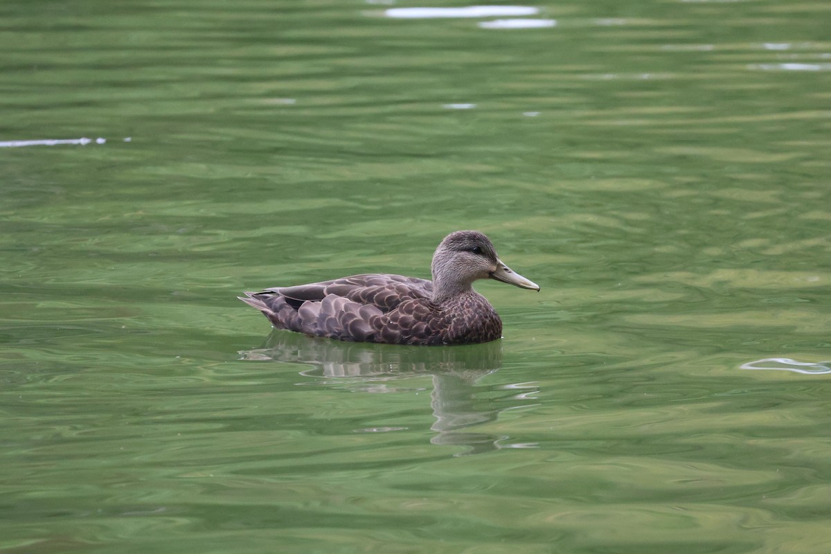 American Black Duck - ML624049747