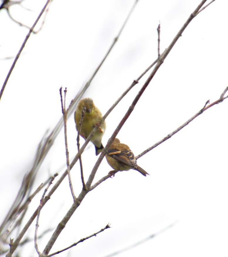 American Goldfinch - ML624049751