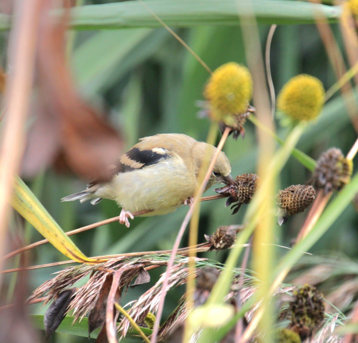 American Goldfinch - ML624049755