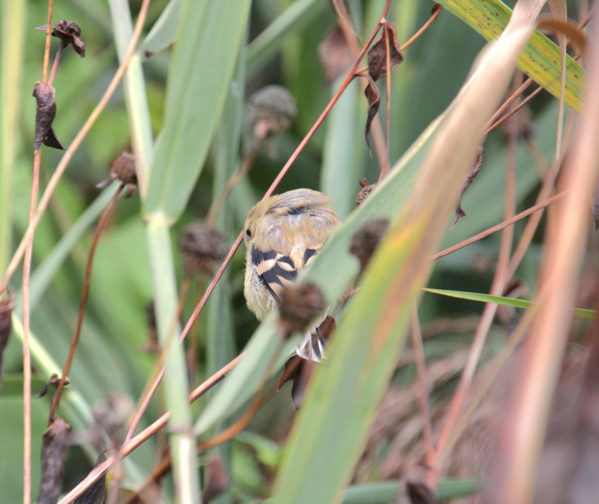 American Goldfinch - ML624049758