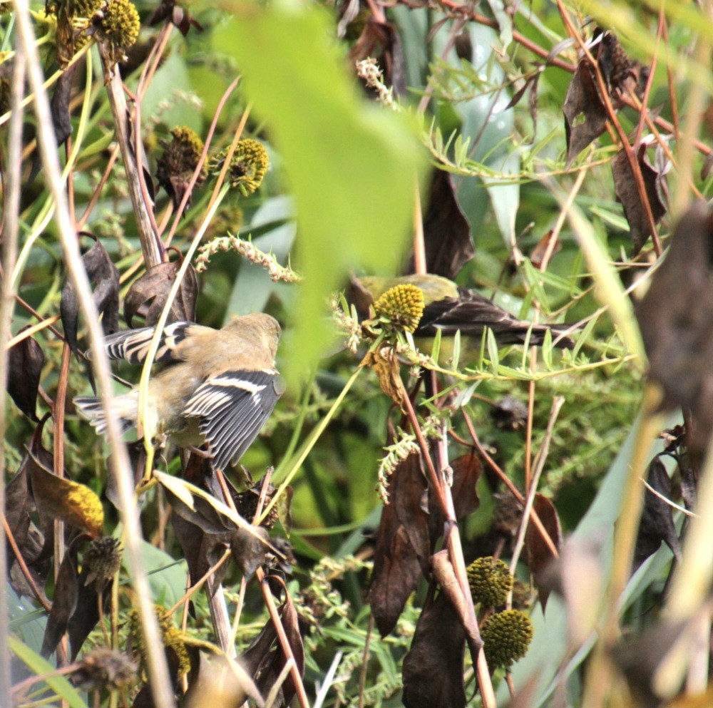 American Goldfinch - ML624049760