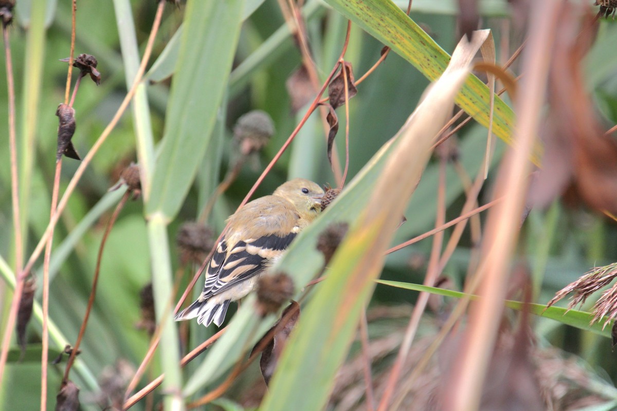 American Goldfinch - Samuel Harris