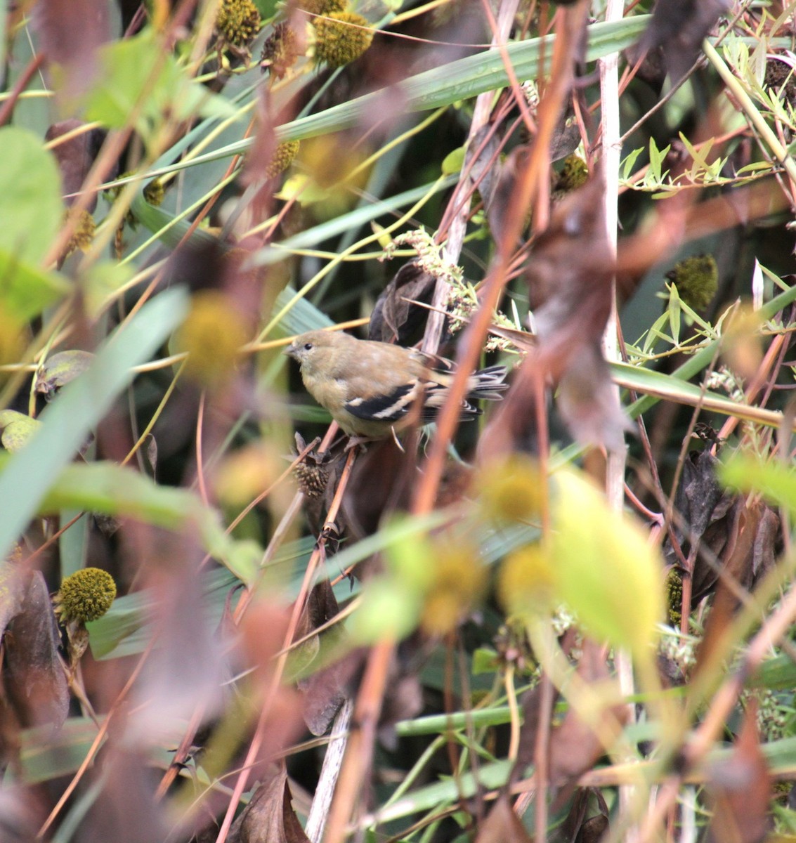 American Goldfinch - ML624049762