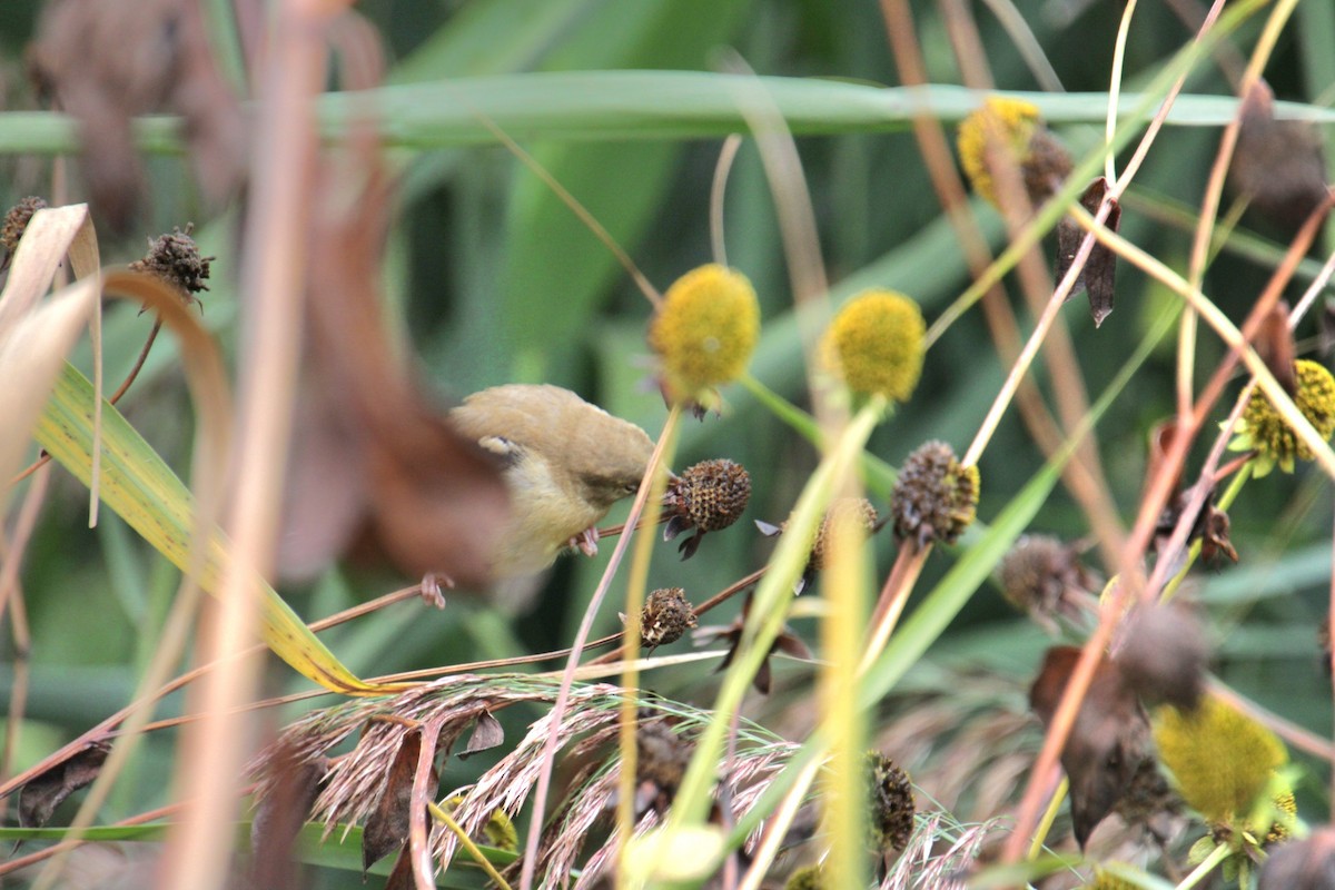 American Goldfinch - ML624049765