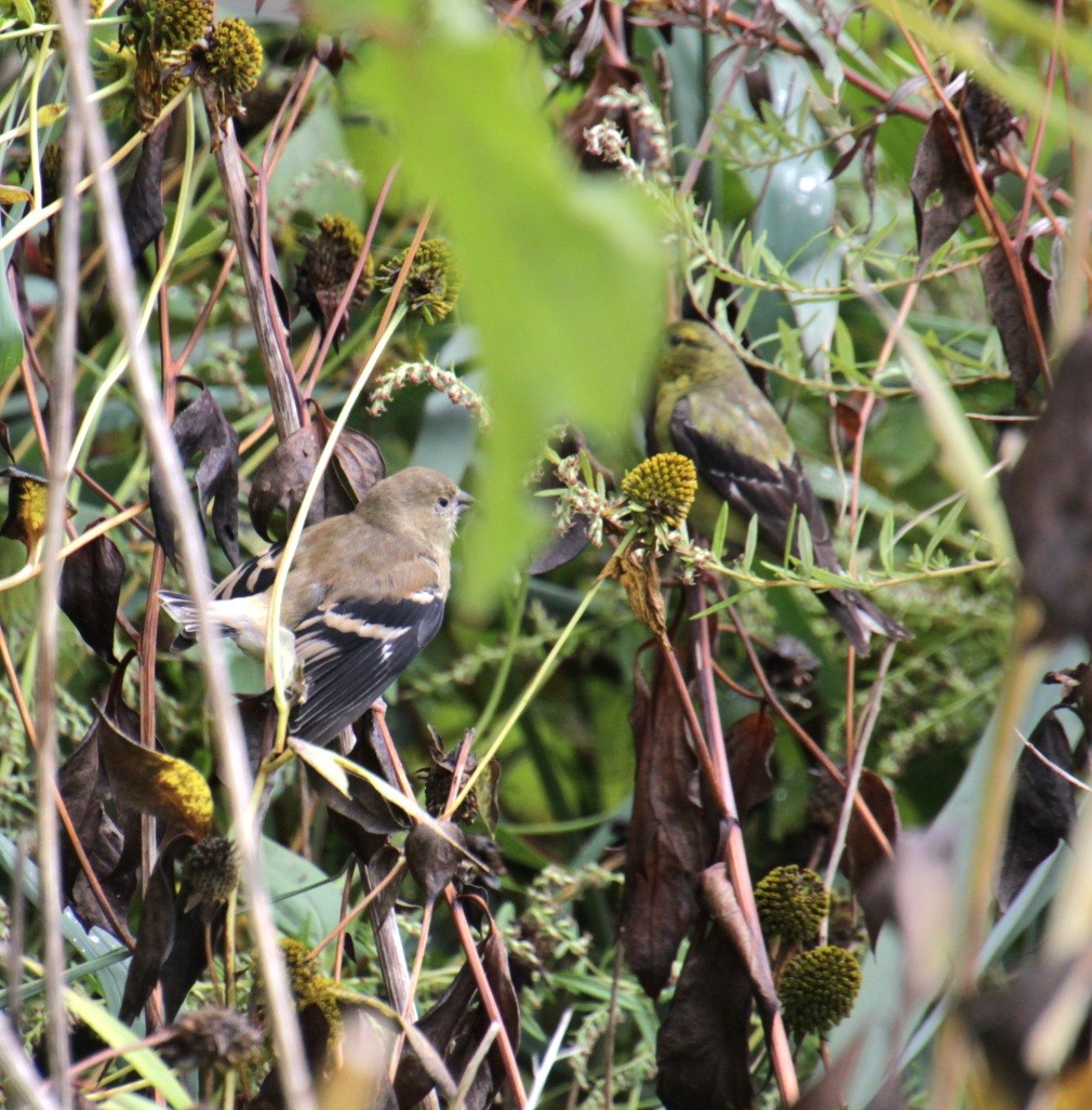 American Goldfinch - ML624049766