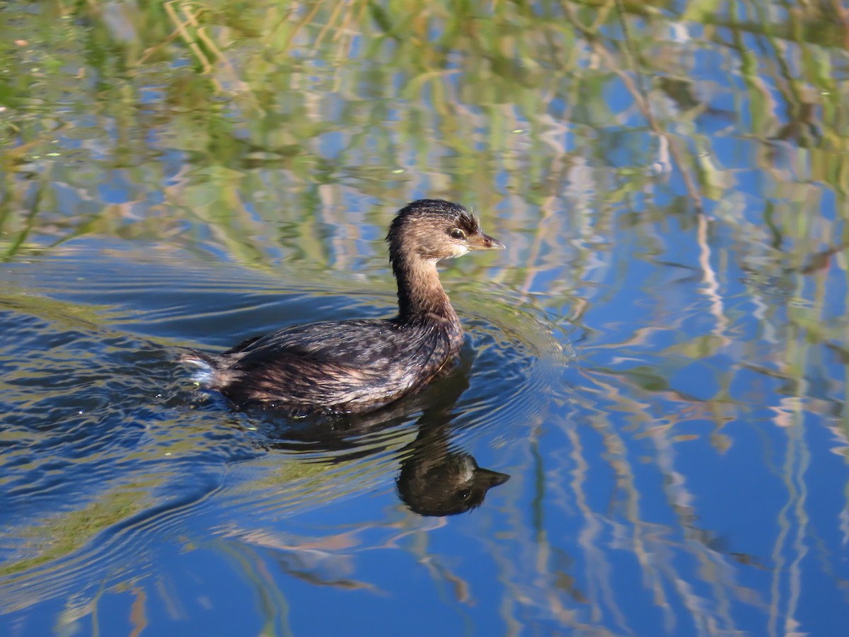 Pied-billed Grebe - ML624049773