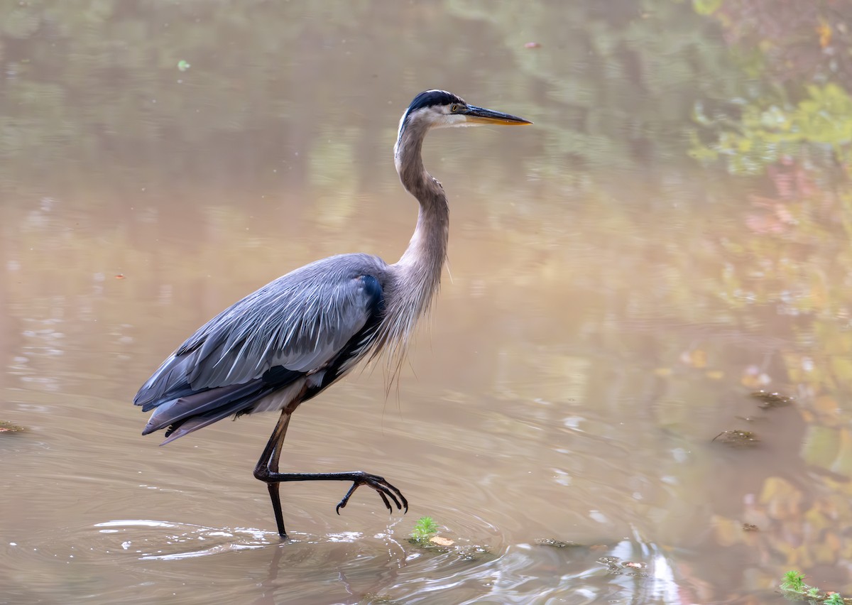 Great Blue Heron - Stewart Mayhew