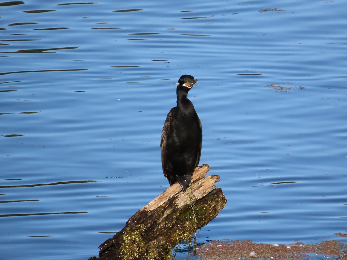 Neotropic Cormorant - ML624049787