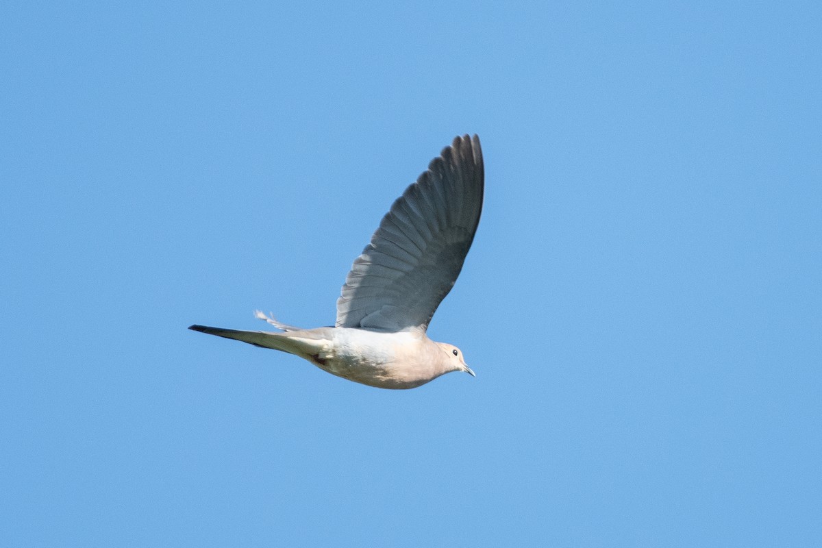 Mourning Dove - ML624049804