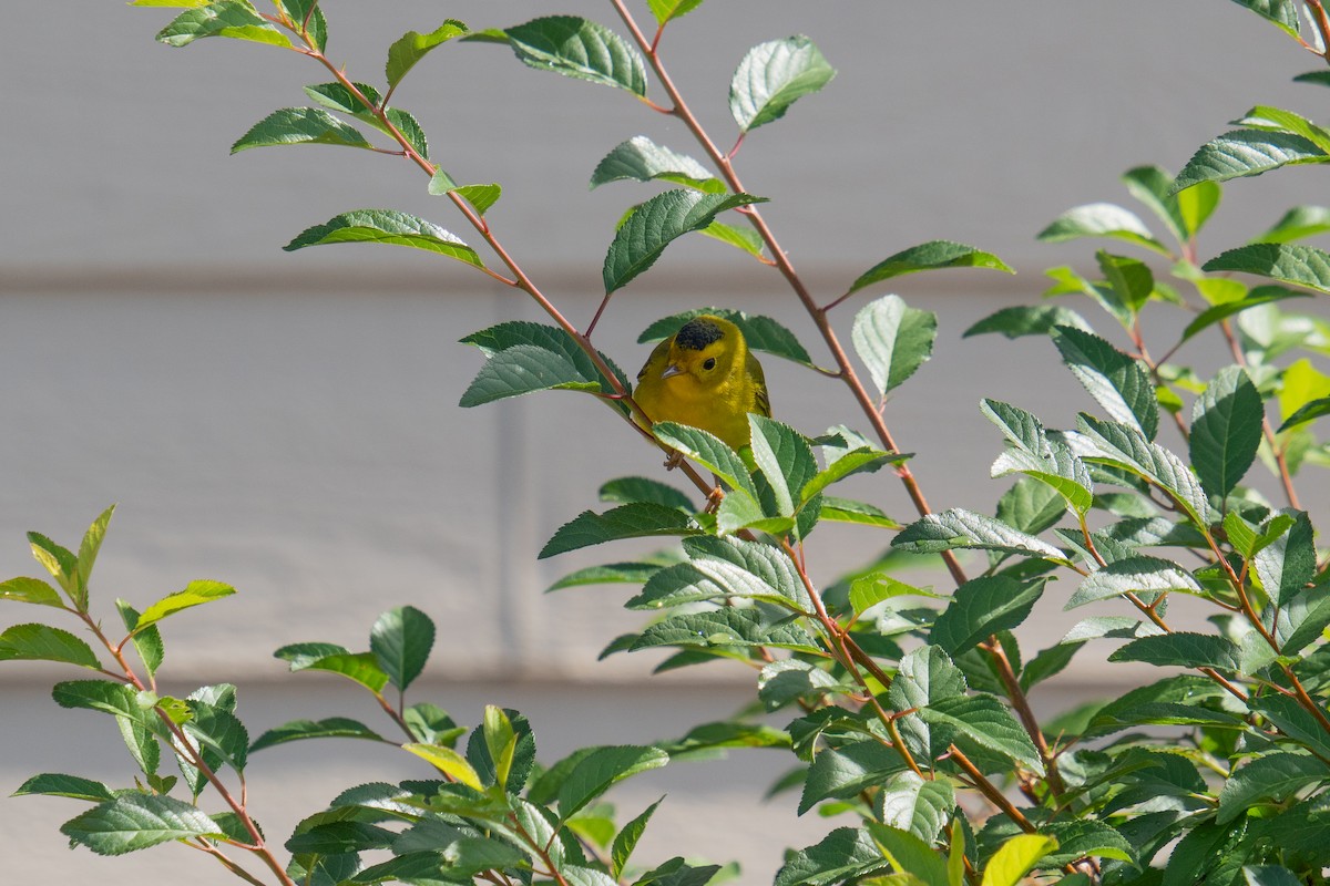 Wilson's Warbler - ML624049811