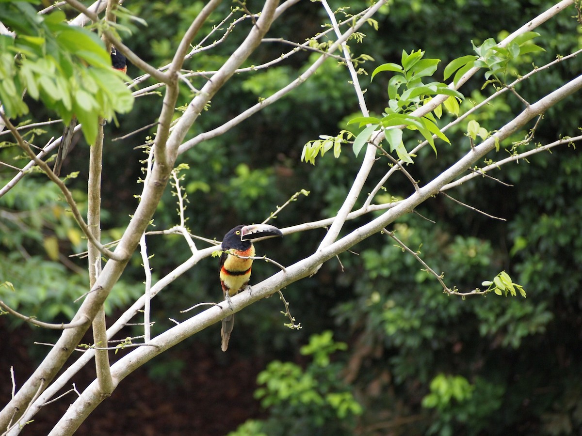 Collared Aracari - ML624049814