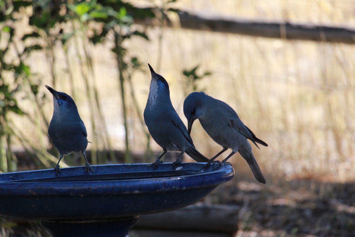 Pinyon Jay - ML624049816