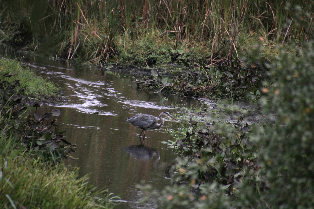 Great Blue Heron (Great Blue) - ML624049820