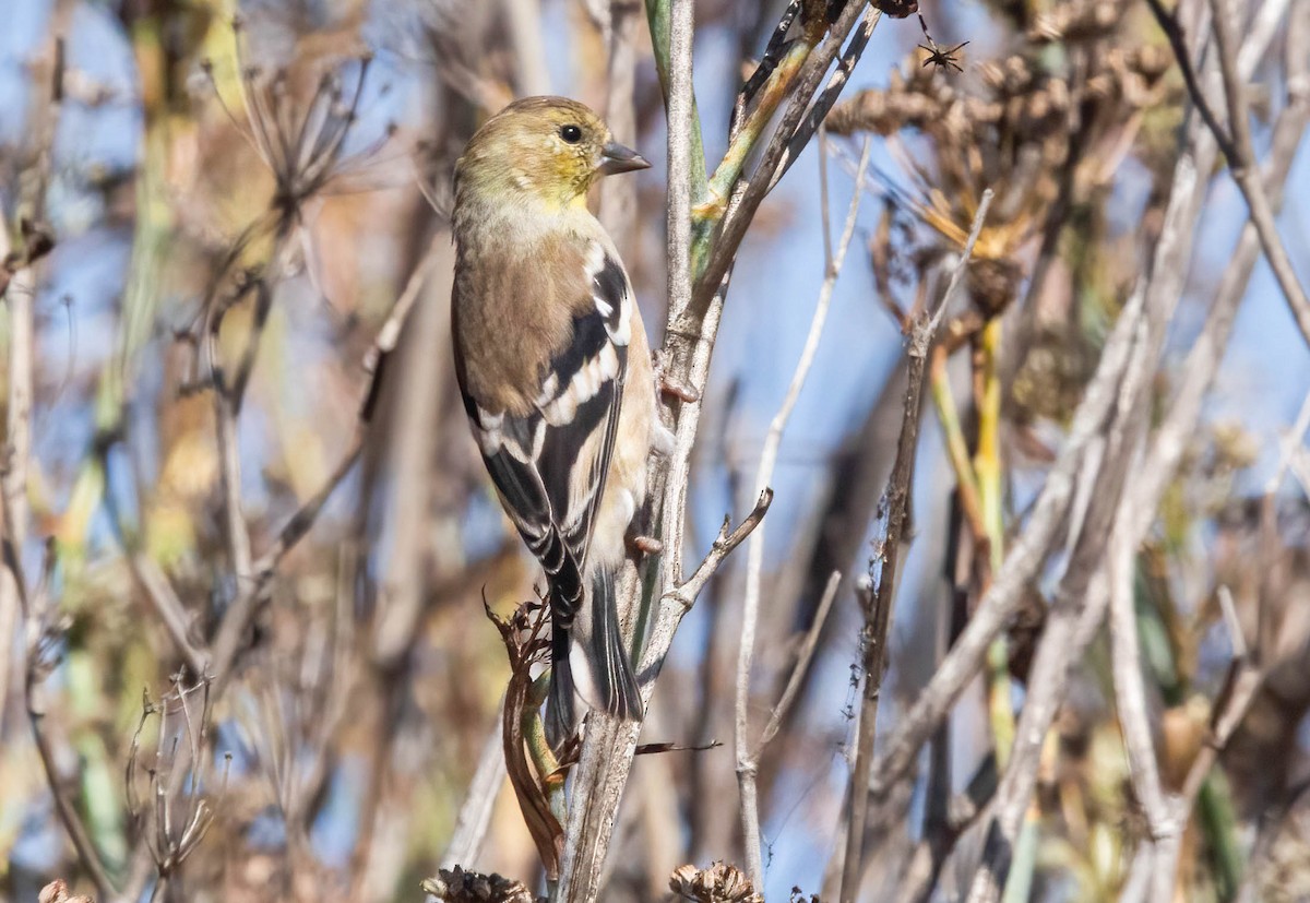 American Goldfinch - ML624049824