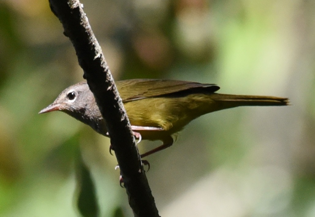 MacGillivray's Warbler - ML624049830