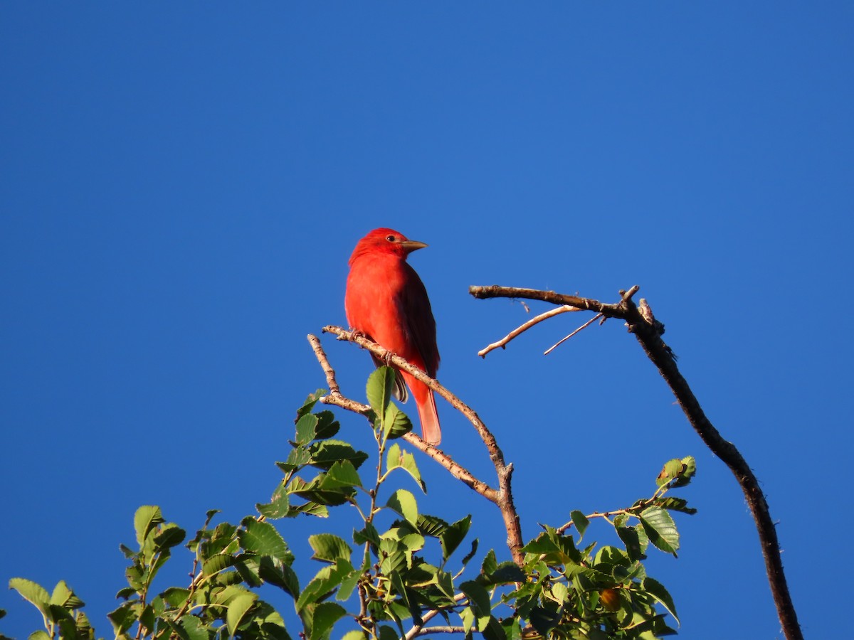 Summer Tanager - Peyton Jackson