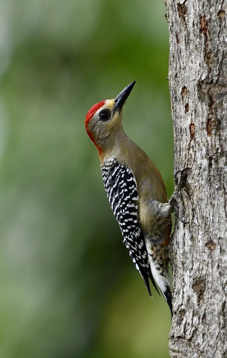 Red-crowned Woodpecker - ML624049836