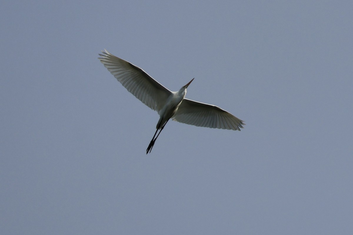 Great Egret - ML624049845